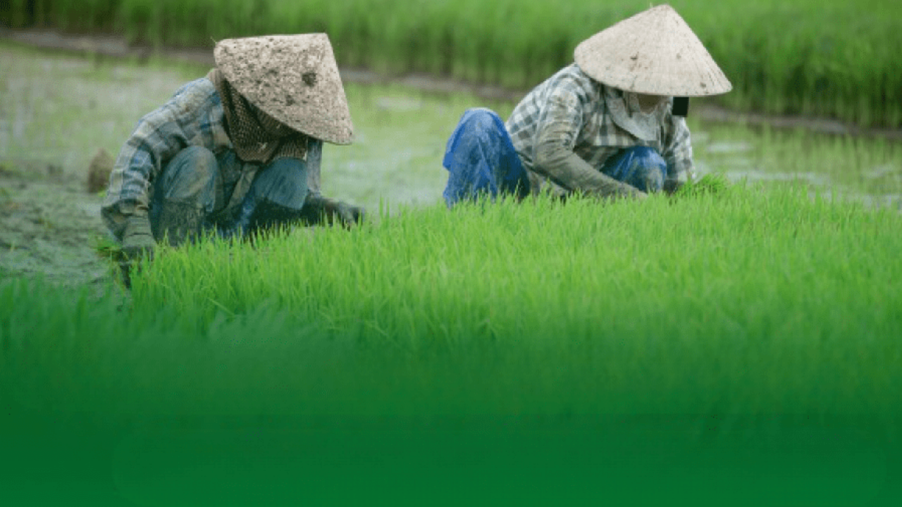 Sustainable Rice Farming and Future Trends