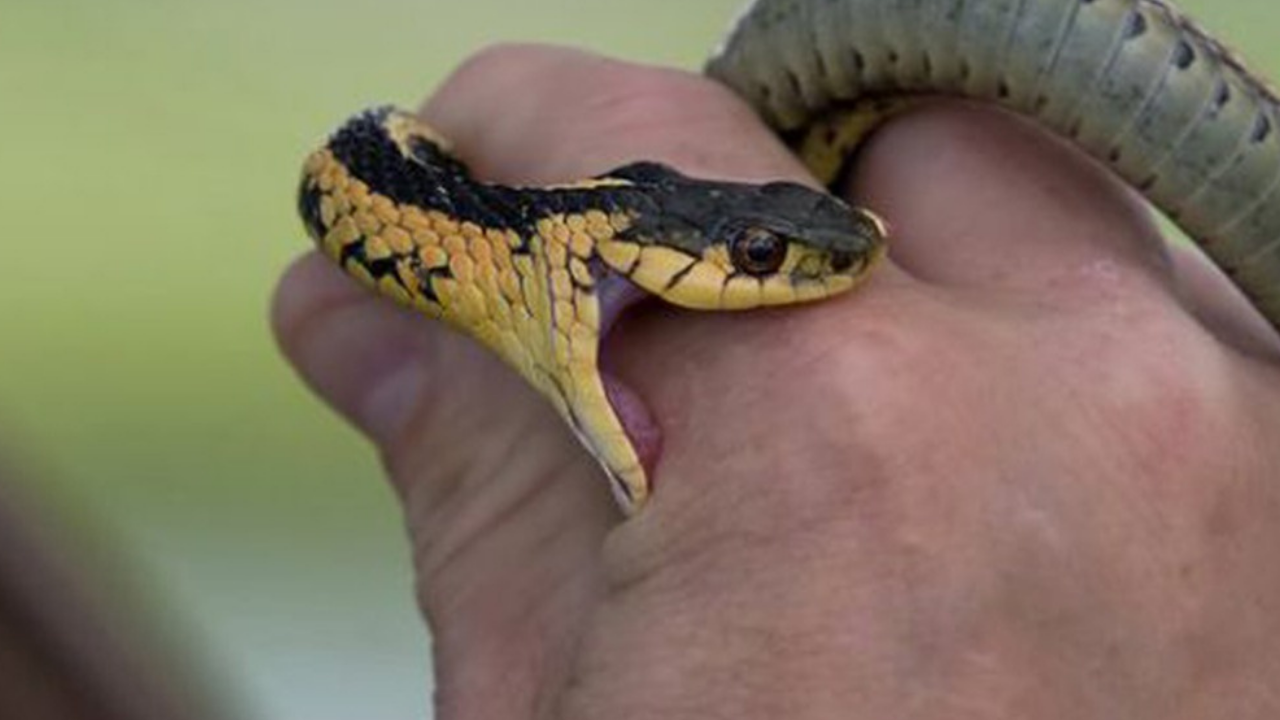 What to Do After a Snake Bite: Symptoms, Treatment, and Prevention